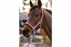 Hot Licol tricolor Classic Sports 2019 - Licols Et Longes