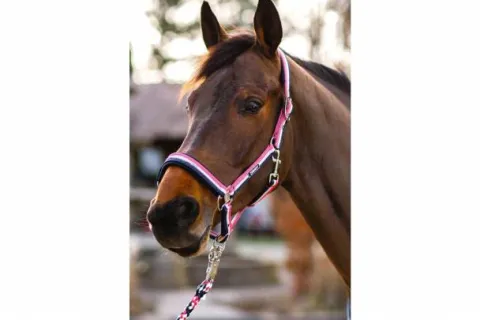 Hot Licol tricolor Classic Sports 2019 - Licols Et Longes