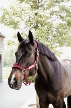 New Licol Velvet - Kentucky Licols Et Longes