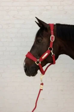 Clearance Licol Velvet - Kentucky - Détails en velours Licols Et Longes