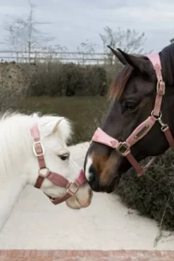 Licol velvet unicorn glitter - Kentucky - velours doux Licols Et Longes