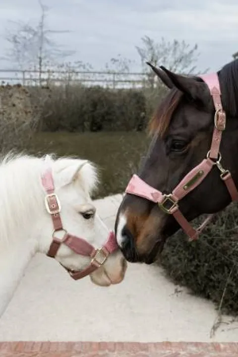 Licol velvet unicorn glitter - Kentucky - velours doux Licols Et Longes