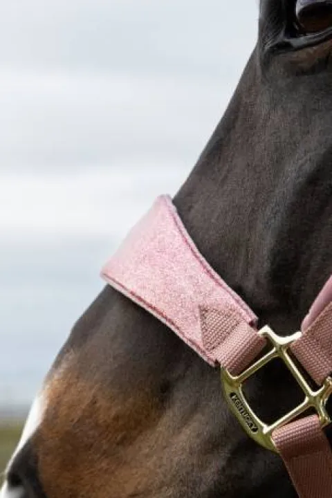 Licol velvet unicorn glitter - Kentucky - velours doux Licols Et Longes