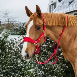 Sale Longe Basic - Kentucky - Nylon tressé Licols Et Longes