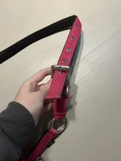 Clearance Lot de licol Licols Et Longes