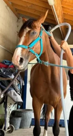 New Machine de massages Couvertures Et Tapis De Massage