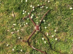 New Muserolle croisée - Bridons Et Brides·Muserolle