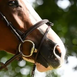 Outlet Muserolle Tuesday - Bridons Et Brides·Muserolle