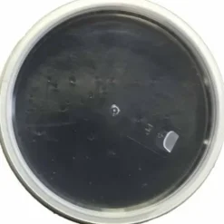 Discount Onguent Noir - Protéger la corne du sabot Produits De Soin Sabots