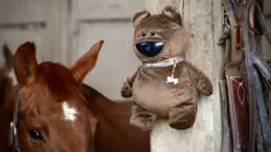 Clearance - Caméra de surveillance intelligente, nomade et sans abonnement Aménagement De L'Écurie·Vidéosurveillance Des Chevaux