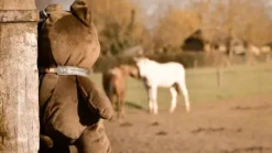 Clearance - Caméra de surveillance intelligente, nomade et sans abonnement Aménagement De L'Écurie·Vidéosurveillance Des Chevaux