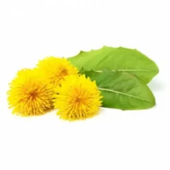 Clearance Pissenlit 1kg - Appareil Digestif·Détoxifiant Cheval|Drainage Du Cheval·Drainage Des Reins