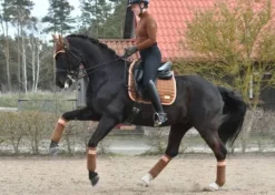 Discount Polo Baselayer Rocky Road - Femme Tenue D'Équitation Femme·Polos Et Chemises