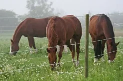 Outlet Premium Horse Wire 250 m - Fil d'acier solide 2,5 mm Clôture Électrique·Fil Et Ruban