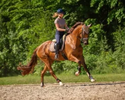 Hot Protège-Boulets Shetland Protège-Boulets