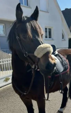 Hot Side pool taille COB Bridons Et Brides·Filet Sans Mors|Bridons Et Brides·Bridon Cuir