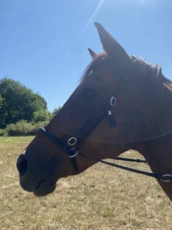 Discount Side pull Bridons Et Brides·Bridon Cuir