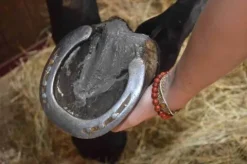 Best Soins des Fourchettes Produits De Soin Sabots