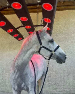 Sale solarium hippocenter tres peu servi Aménagement De L'Écurie·Solarium Chevaux
