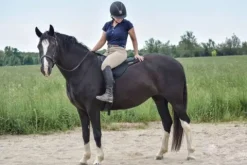 New Tapis de monte à cru + Sangle Tapis De Selle|Tapis De Selle