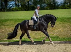 Discount Tapis de selle CHAMPAGNE - Tapis De Cso|Tapis De Dressage