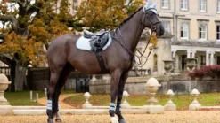 Clearance Tapis de selle close contact square - - suédine Tapis De Cso|Tapis De Selle