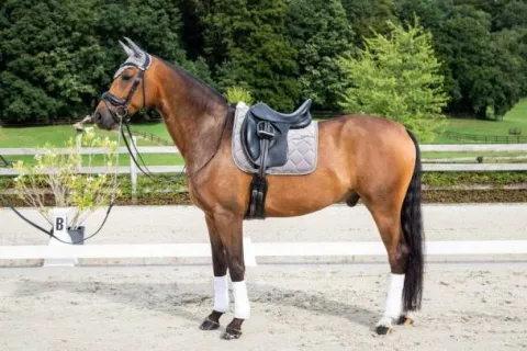 Discount Tapis de selle Corduroy - Dy'on Tapis De Cso|Tapis De Selle