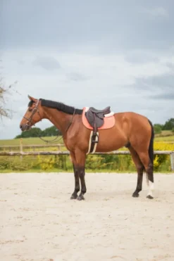 Best Tapis de selle LEO - Tapis De Cso|Tapis De Selle