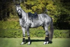 Online Tapis de selle Noir/Or - Tapis De Dressage|Tapis De Cso