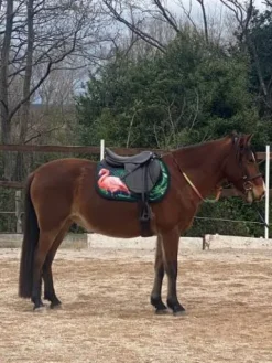 Tapis de selle original motif flamand rose Tapis De Selle|Tapis De Selle