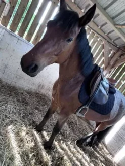 Tapis de selle réversible Tapis De Cso