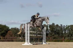 Tapis de selle Sportive Chantelle - Tapis De Dressage|Tapis De Selle