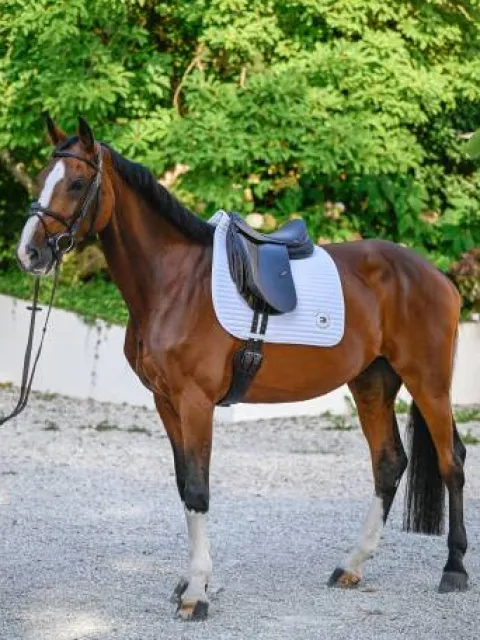 New Tapis de selle Upstate DRESSAGE - - Mémoire de forme Tapis De Dressage|Tapis De Selle