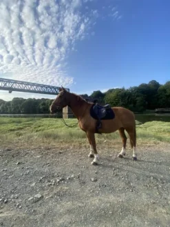 Tapis kentucky Tapis De Cso|Tapis De Selle