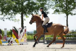 Sale Tapis mixte Elisa Tapis De Selle|Tapis De Selle