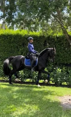 Sale Tapis Royal Blue - Tapis De Dressage|Tapis De Cso