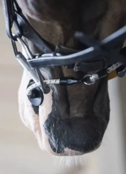 Sale Busy Buddy - Aide votre cheval à se relaxer Comportements·Nervosité Et Stress