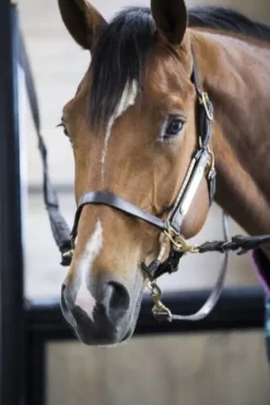 Sale Busy Buddy - Aide votre cheval à se relaxer Comportements·Nervosité Et Stress